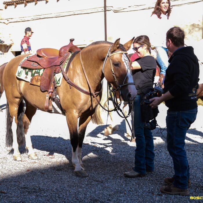 Scuderia Cairo Horses a Formigaro